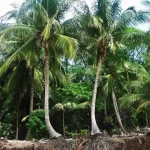 Coconut Rootz – Too Much