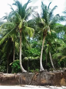 Coconut Rootz - Too Much