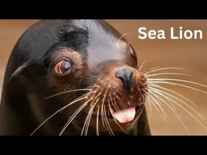 Yuno Miles - Sea Lion